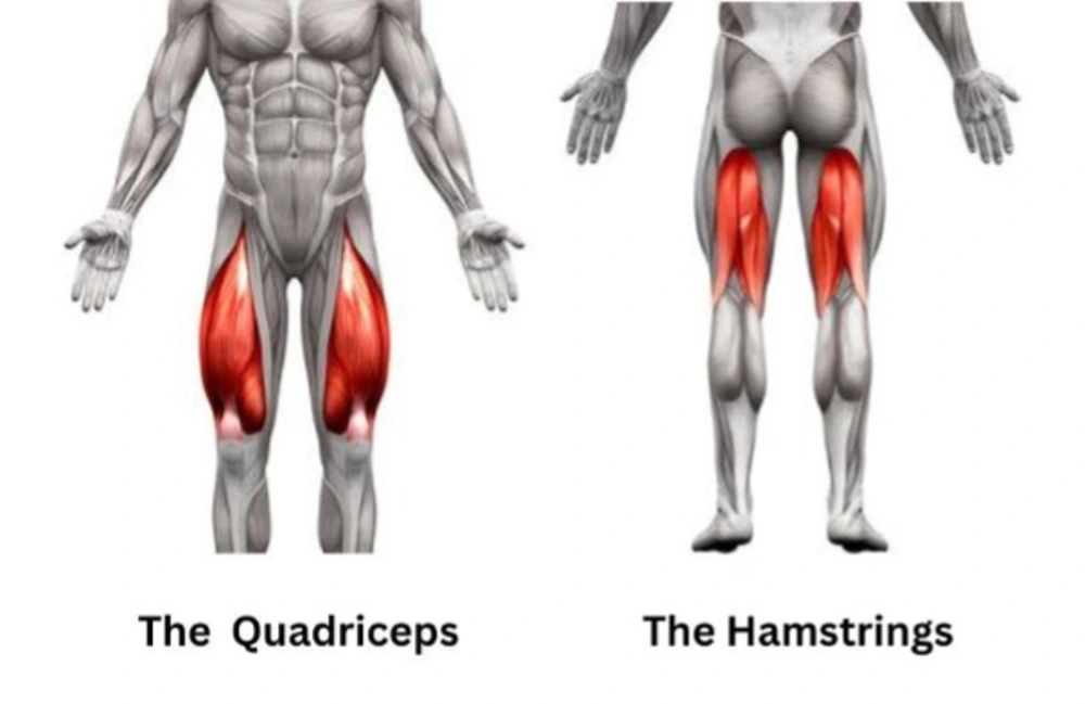 Strengthen Your Quadriceps and Hamstrings