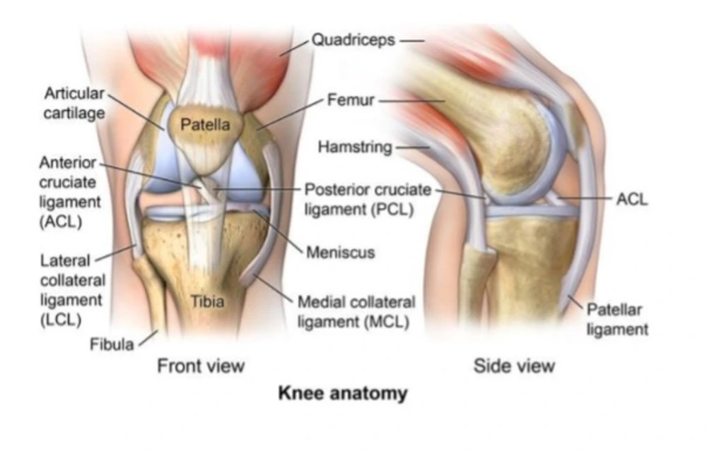 knee anatomy